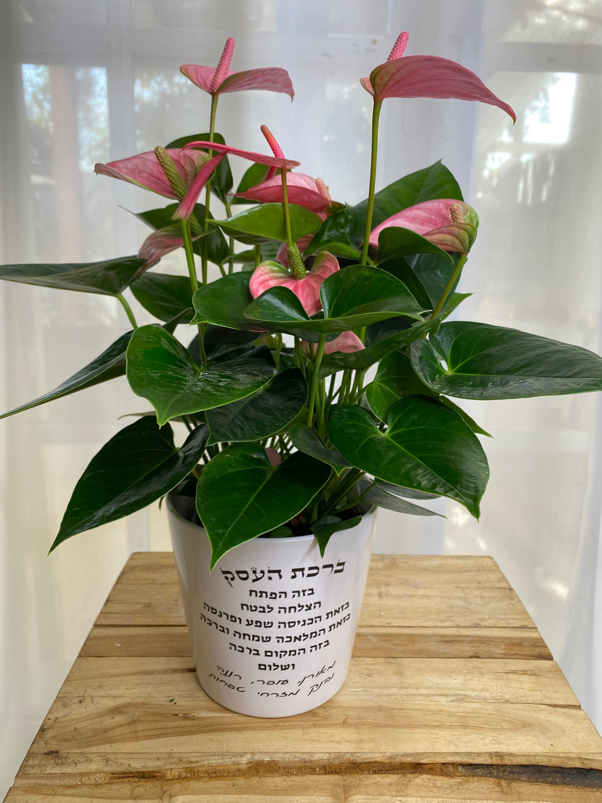 עציץ לברכת העסק